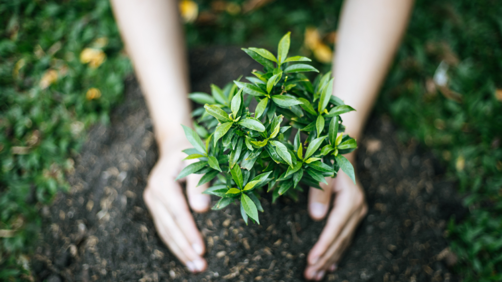 How to Care for Clementine Trees: A Beginner’s Step-by-Step Guide